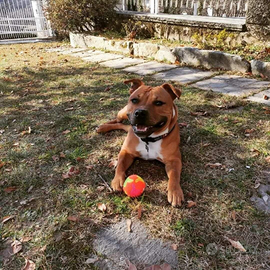 Staffordshire Bull Terrier