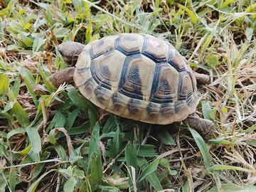 Tartaruga