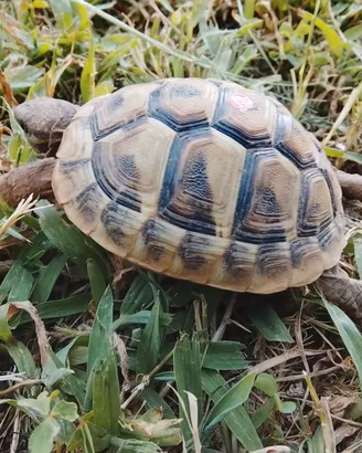 Tartaruga