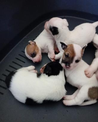 Splendidi cuccioli di Jack Russell (nati a luglio