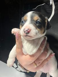 Cane jack russell