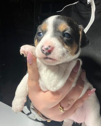 Cane jack russell