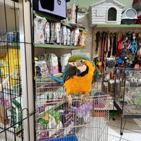 Cucciolo di pappagallo ara arauna