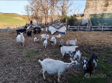 Caprette da compagnia