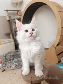 Maine coon prezzo speciale
