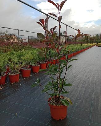 photinia red robin, vaso 3 litri