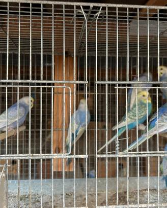 Cocorite rainbow