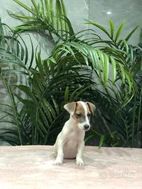 Jack russel