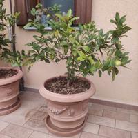 Albero di limone