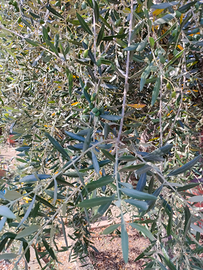 Agriturismo a Crotone