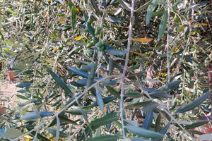 Agriturismo a Crotone