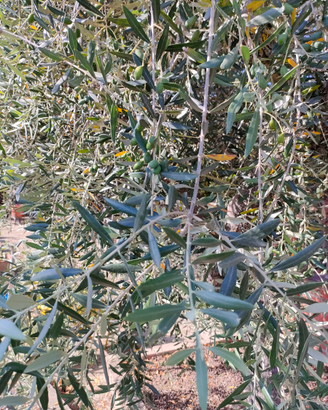 Agriturismo a Crotone