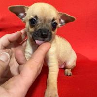 Cuccioli di chihuahua