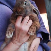 Conigli Leprini Viterbesi