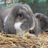 Coniglio gigante ariete