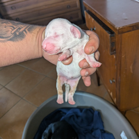 Cuccioli di bassotto Arlecchino