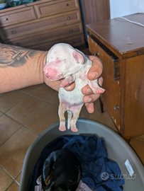 Cuccioli di bassotto Arlecchino
