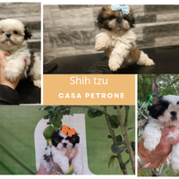 Cuccioli di Shih Tzu Disponibili
