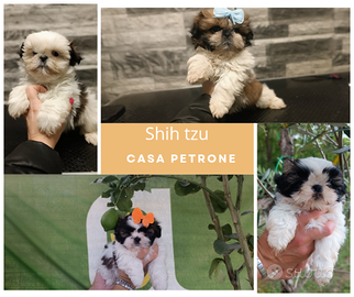 Cuccioli di Shih Tzu Disponibili