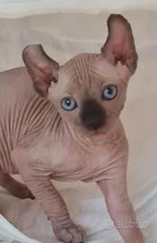 Sphynx canadian