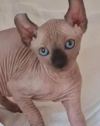Sphynx canadian