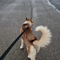 Siberian husky