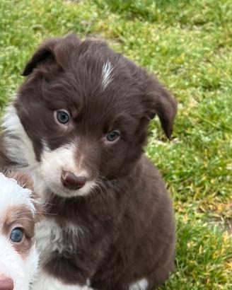 Cuccioli border collie