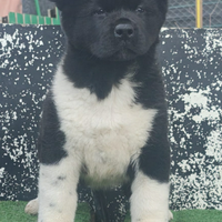 Akita Americano