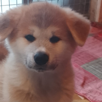Cuccioli akita fulvi