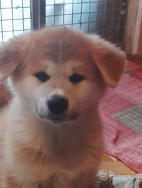Cuccioli akita fulvi