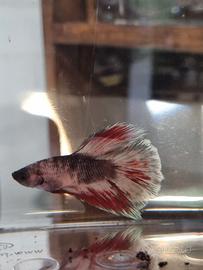 Betta splendes