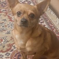 Chihuahua incrocio pinscher