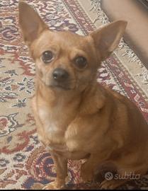 Chihuahua incrocio pinscher