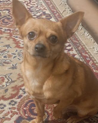 Chihuahua incrocio pinscher