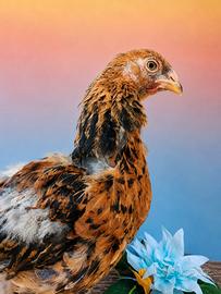 Galline ornamentali - Brahma oro novelli