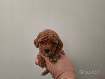 Barboncino mini toy red femmina