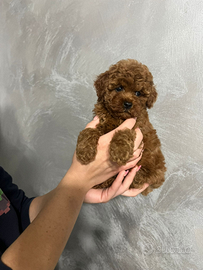 Barboncini toy red ALLEVAMENTO PROFESS