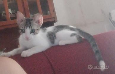 gattino