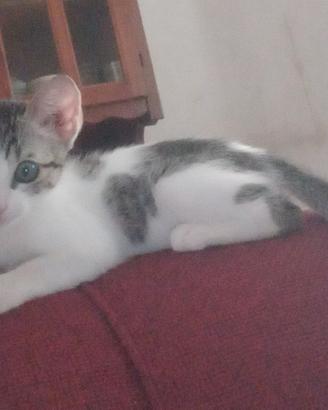 gattino