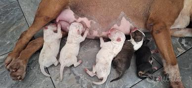 Cuccioli bull terrier inglese taglia normale