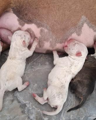 Cuccioli bull terrier inglese taglia normale