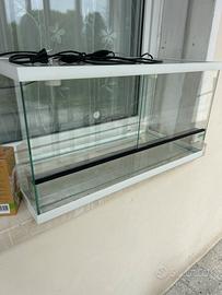 Teca piccolo rettiili