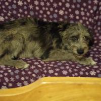 Cani cuccioli taglia media