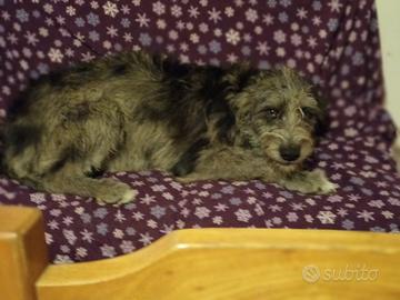 Cani cuccioli taglia media