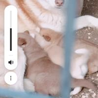 Cuccioli madre alask