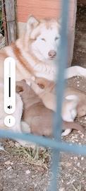 Cuccioli madre alask