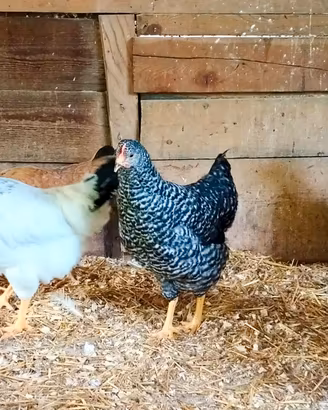 Galline ovaiole