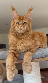 Maine coon maschi