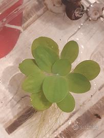 Piantine di pistia stratiotes 