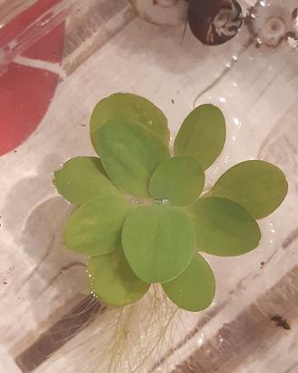 Piantine di pistia stratiotes 